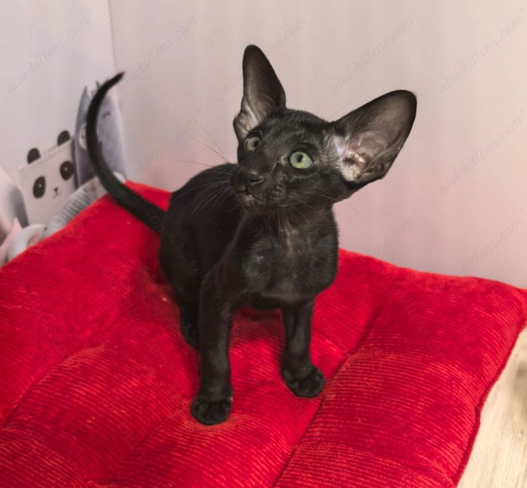 Oriental kitten name "ORf-008"