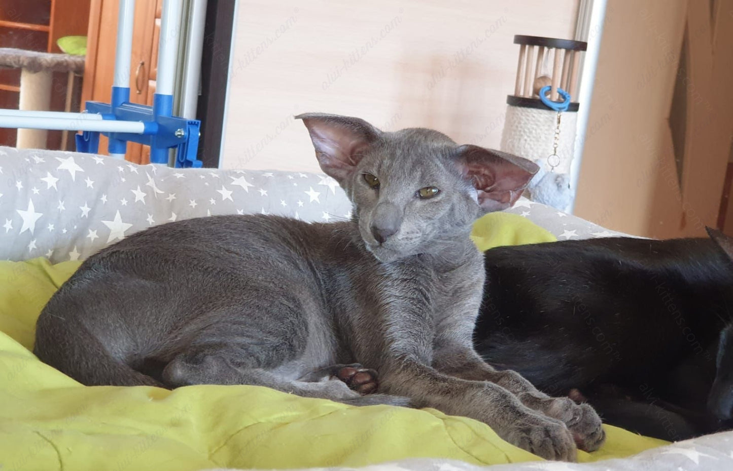 Oriental kitten name "ORm-028"
