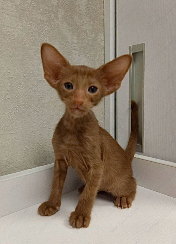 Oriental kitten name "ORf-009"