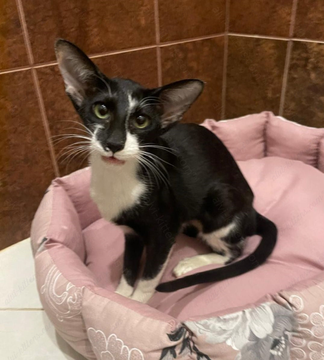 Oriental kitten name "ORf-010"