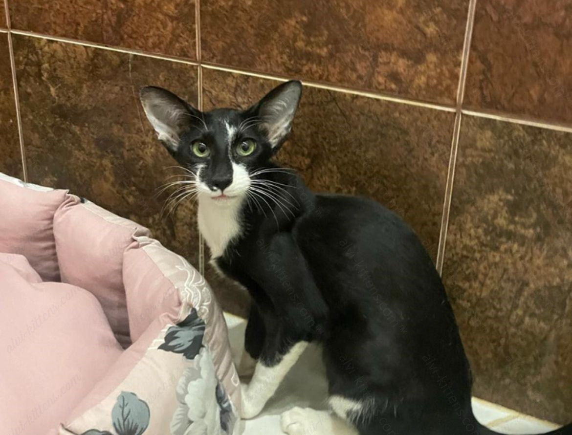 Oriental kitten name "ORf-010"