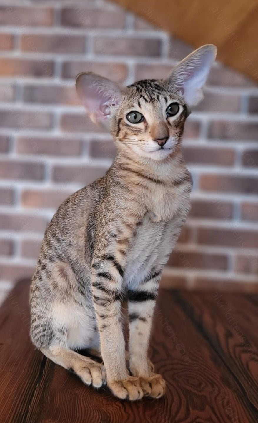 Oriental kitten name "ORf-011"