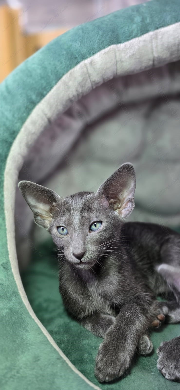 Oriental kitten name "ORf-012"