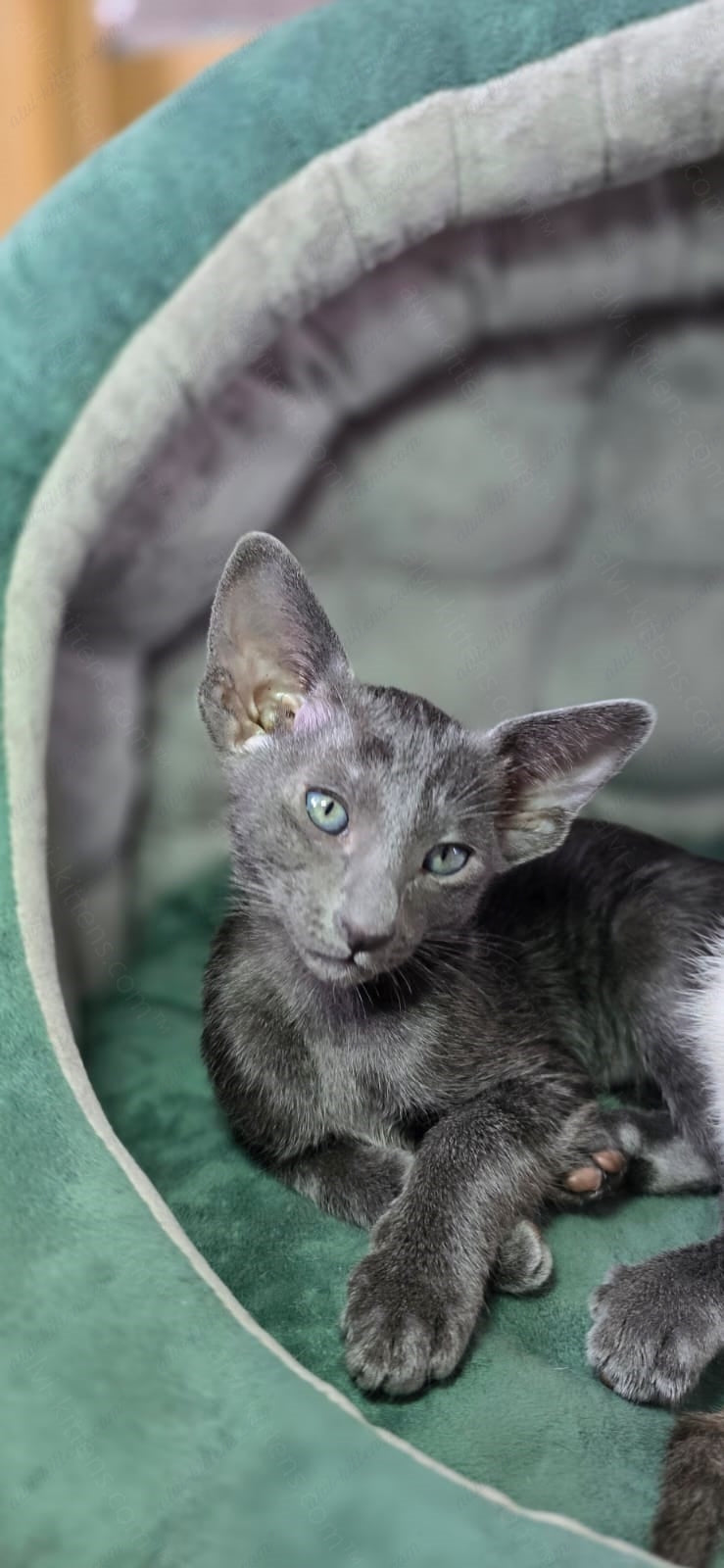 Oriental kitten name "ORf-012"