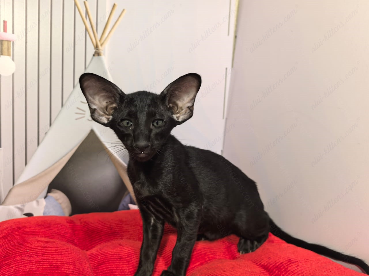 Oriental kitten name "ORf-013"