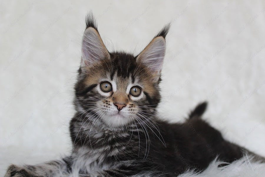 Maine Coon Kitten Name "Patricia"