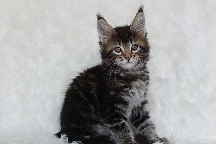 Maine Coon Kitten Name "Patricia"