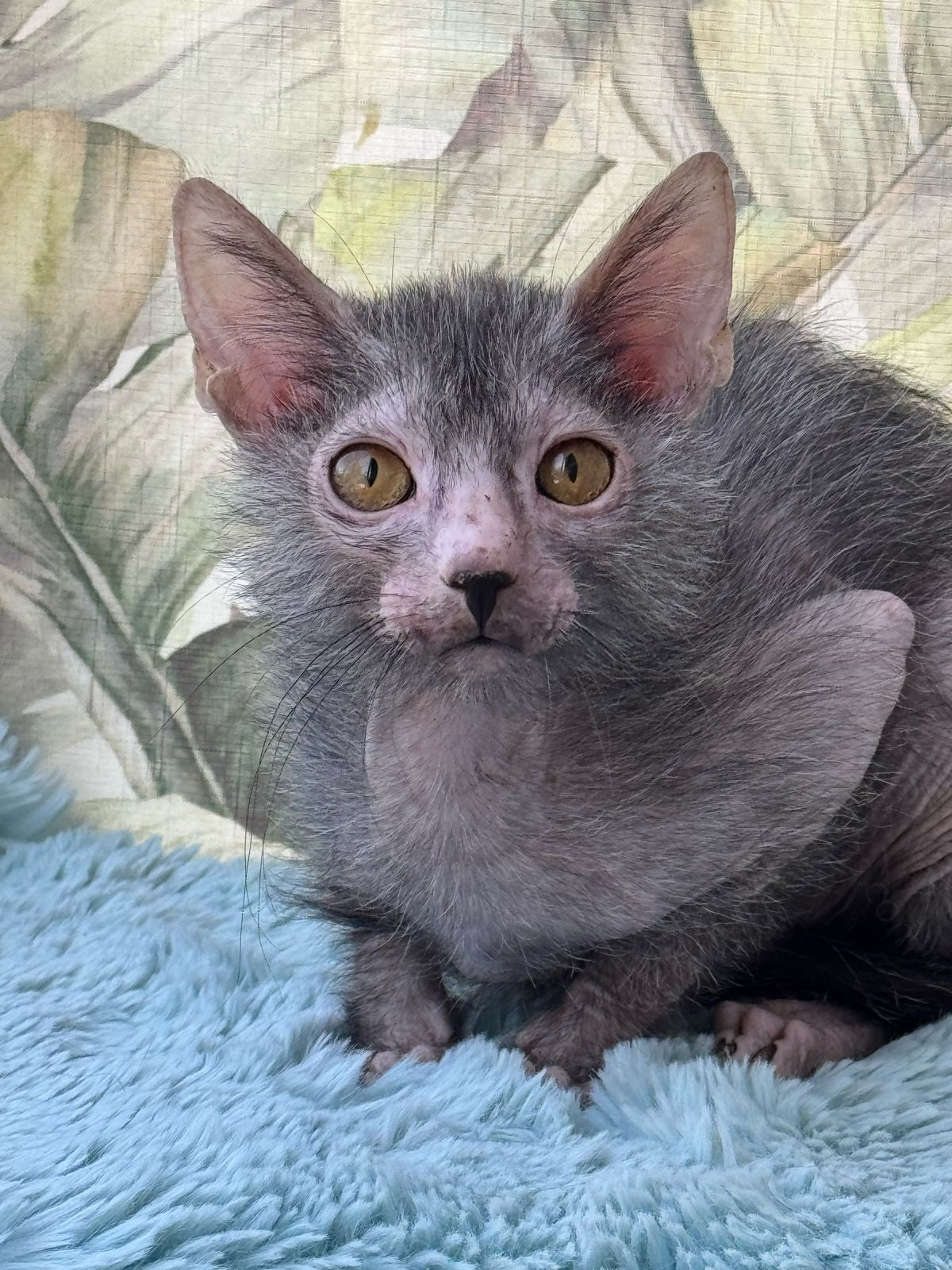 Lykoi Kitten Name "Aleksandr"
