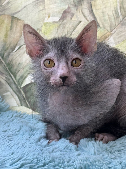 Lykoi Kitten Name "Aleksandr"