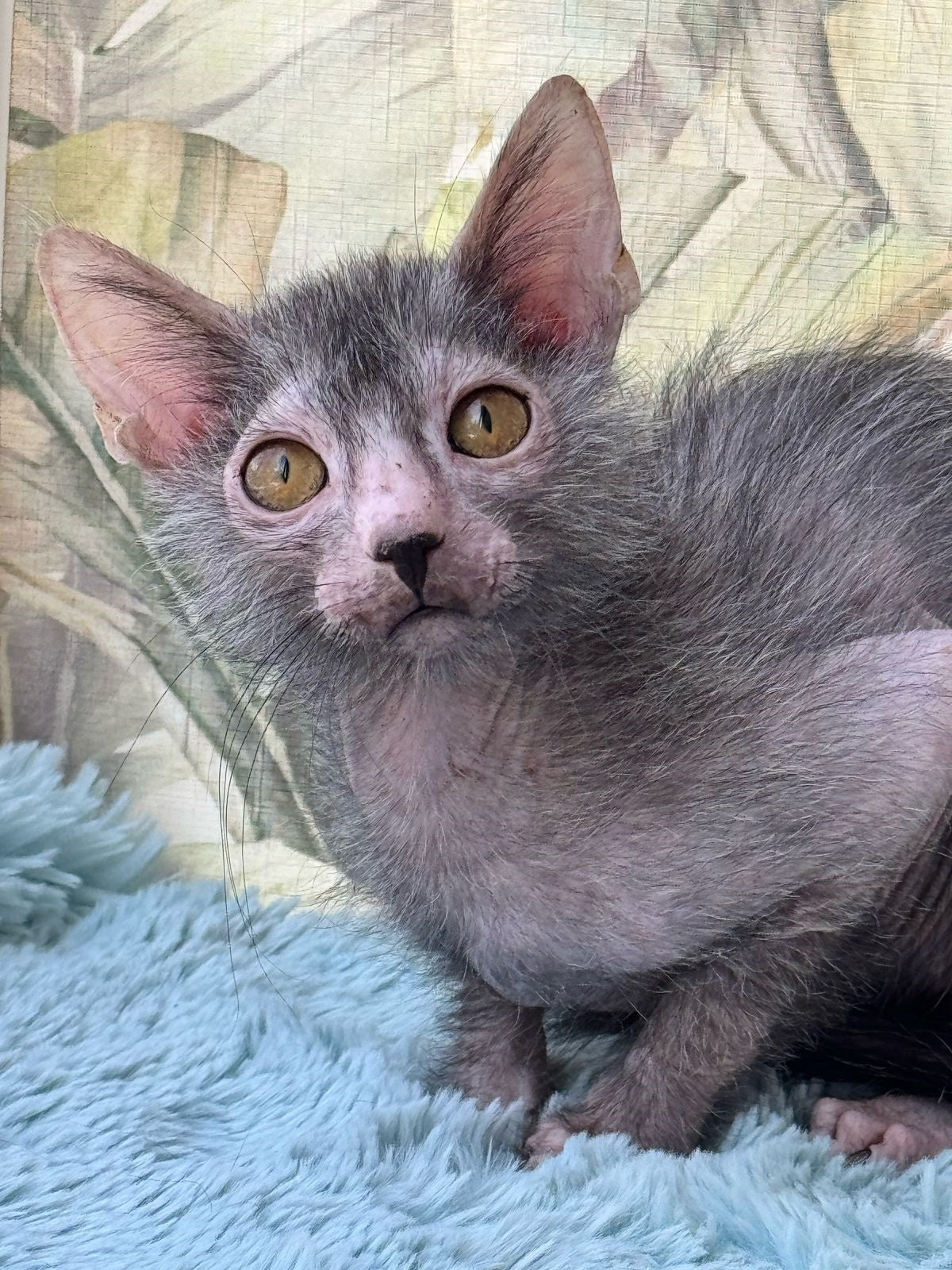 Lykoi Kitten Name "Aleksandr"