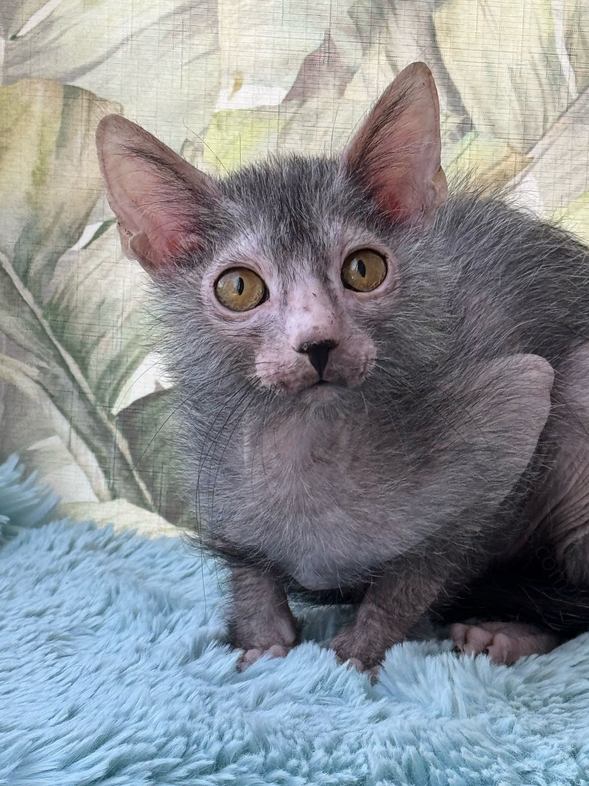 Lykoi Kitten Name "Aleksandr"