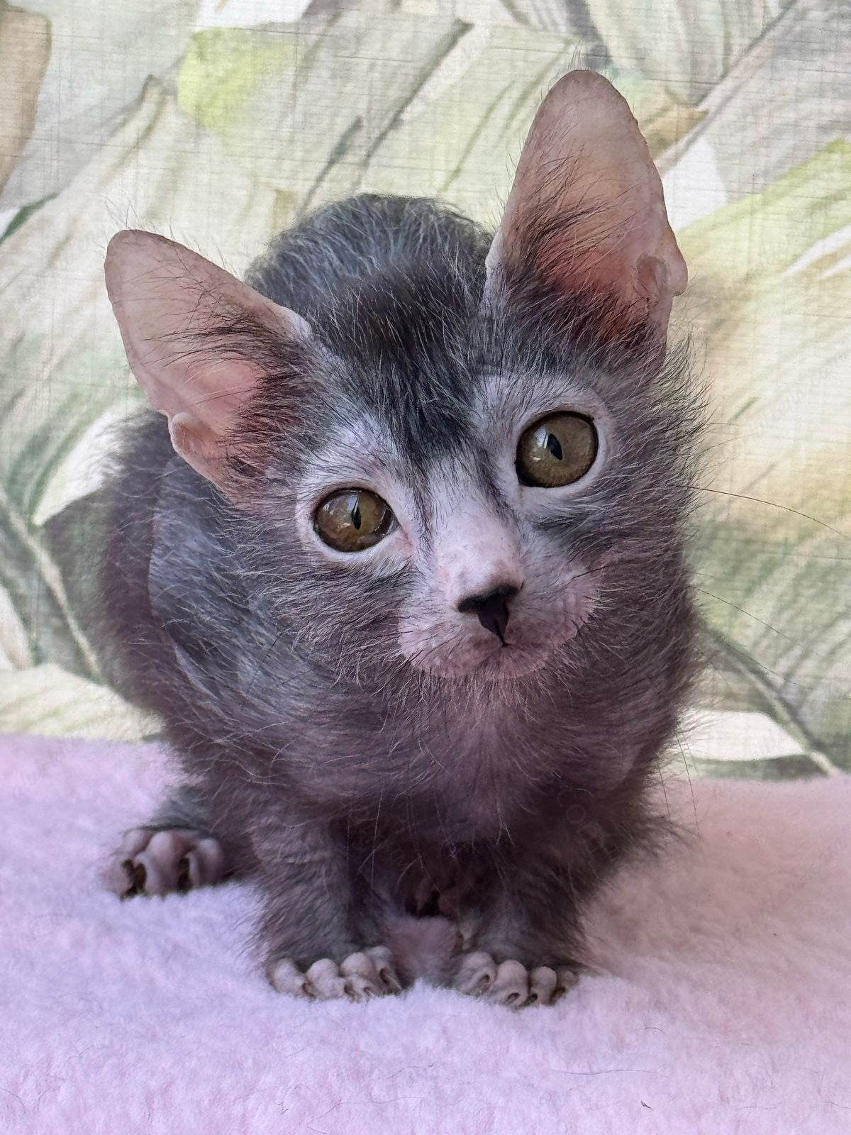 Lykoi Kitten Name "Amazonka"