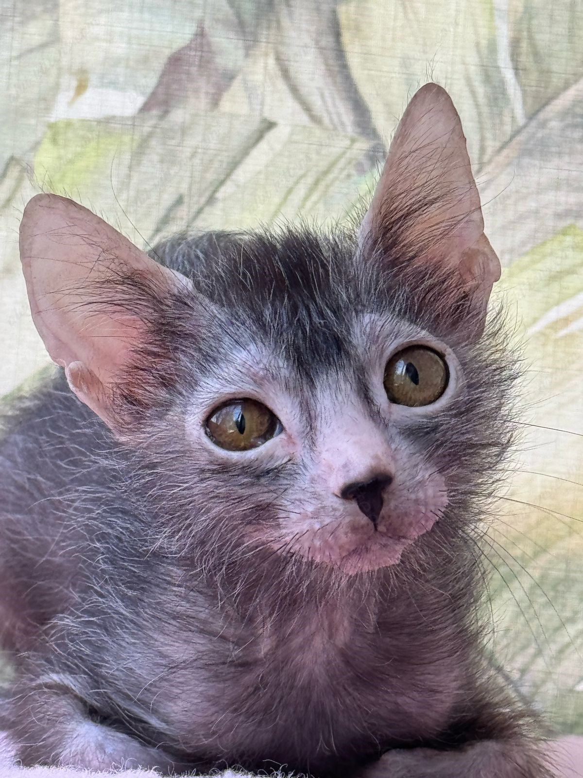 Lykoi Kitten Name "Amazonka"