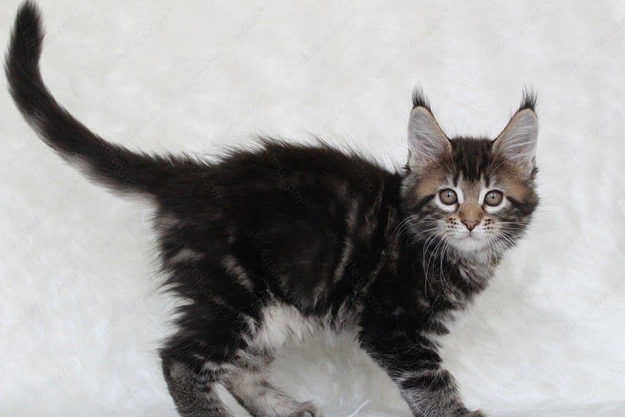 Maine Coon Kitten Name "Patricia"