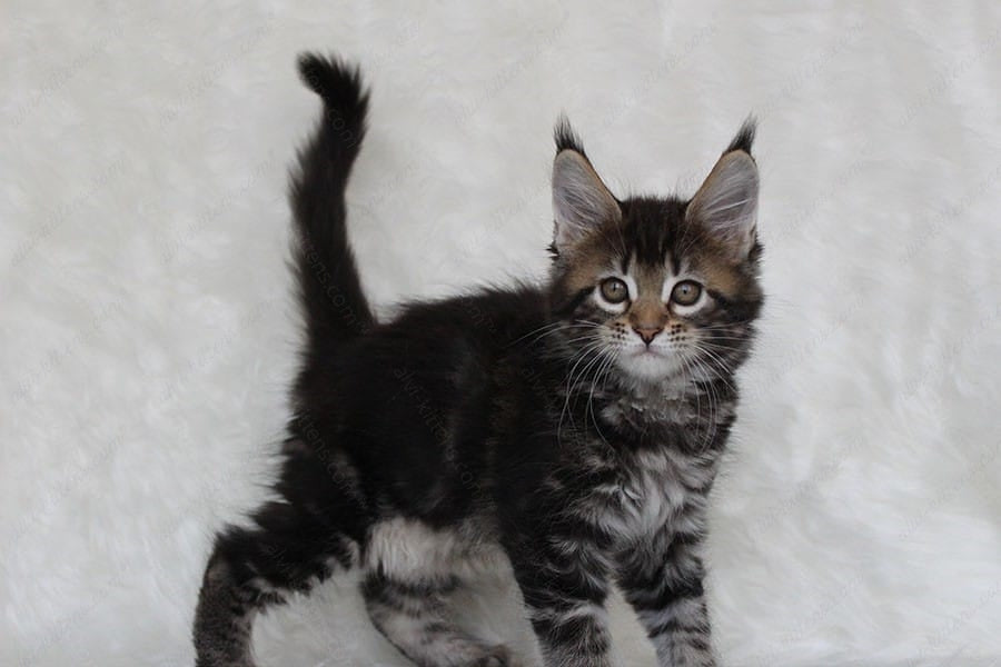 Maine Coon Kitten Name "Patricia"