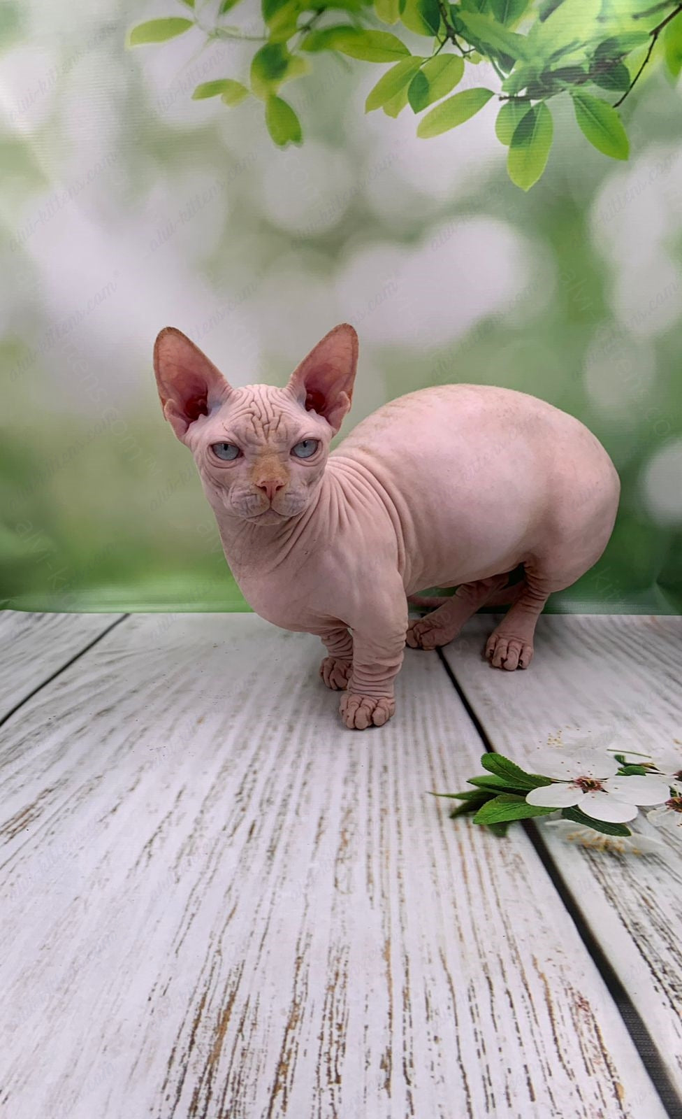 Bambino Kitten Name "Bm-03"