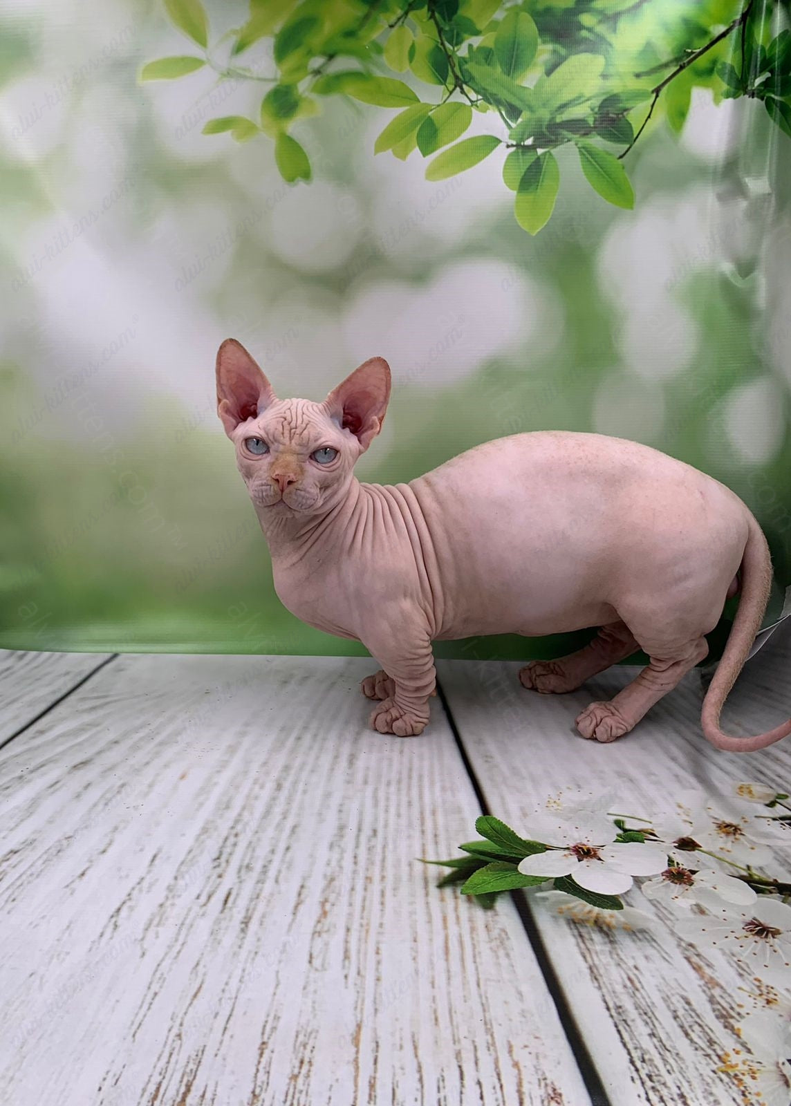 Bambino Kitten Name "Bm-03"