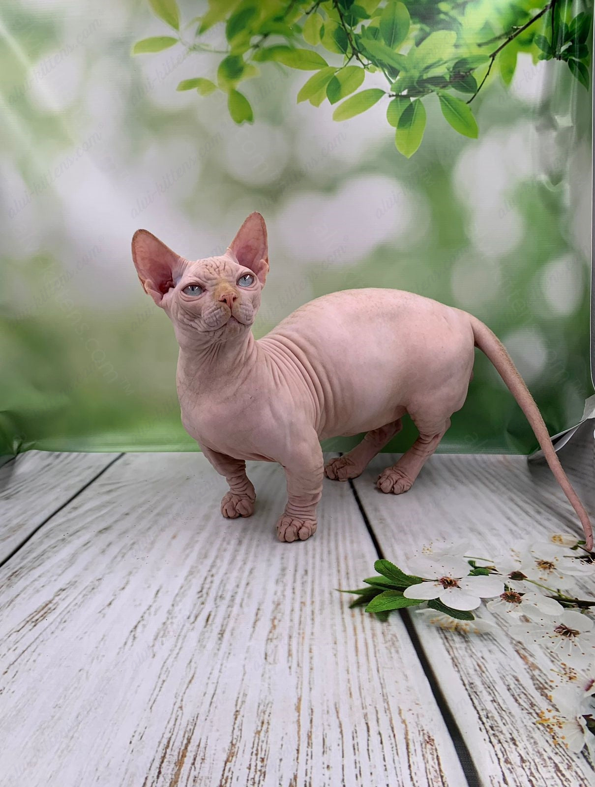 Bambino Kitten Name "Bm-03"
