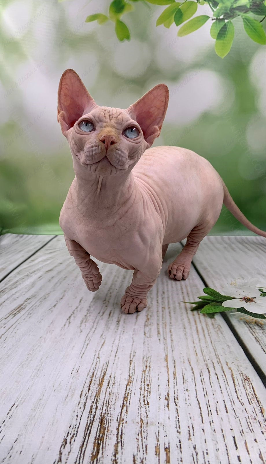 Bambino Kitten Name "Bm-03"