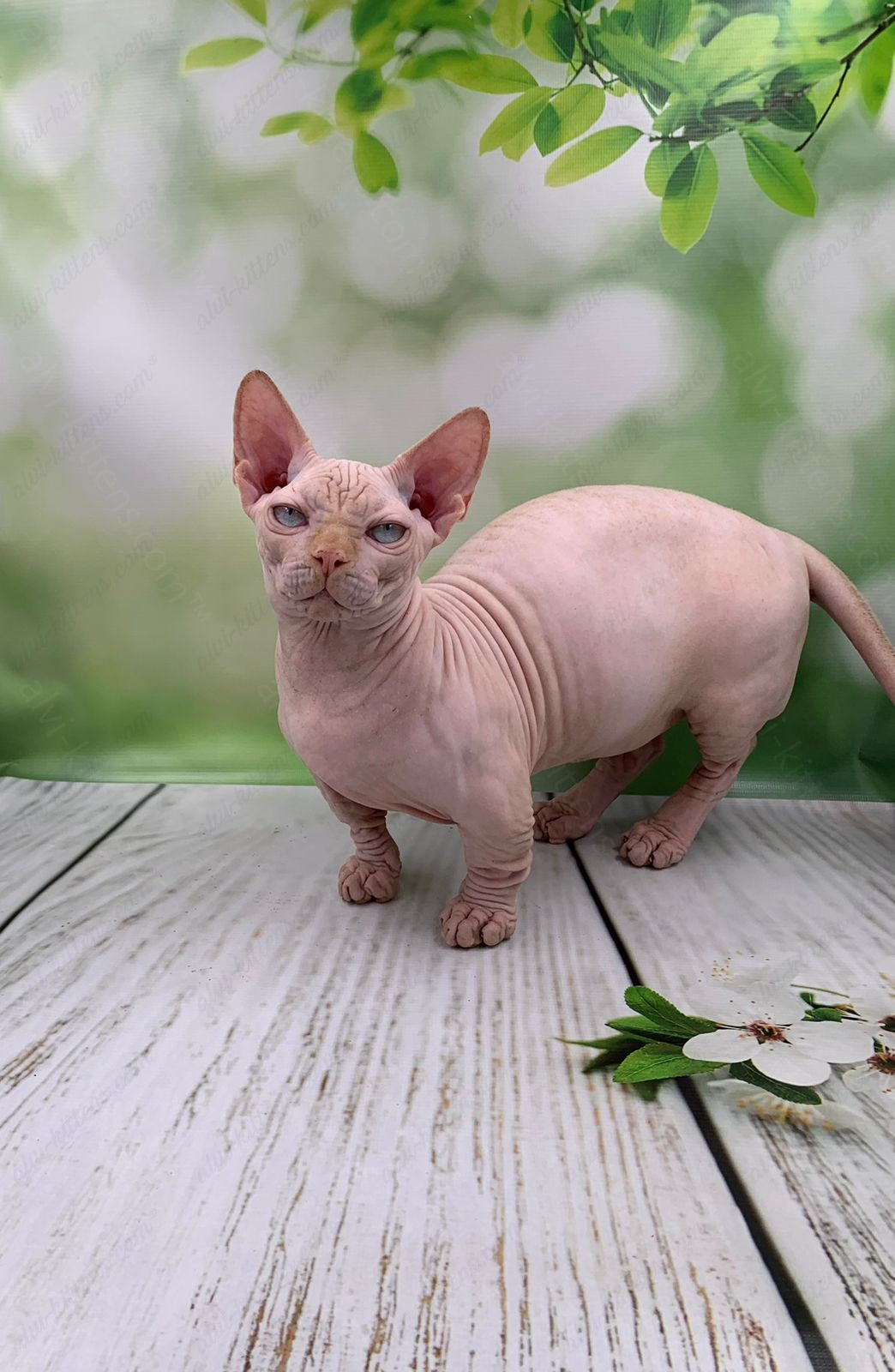 Bambino Kitten Name "Bm-03"