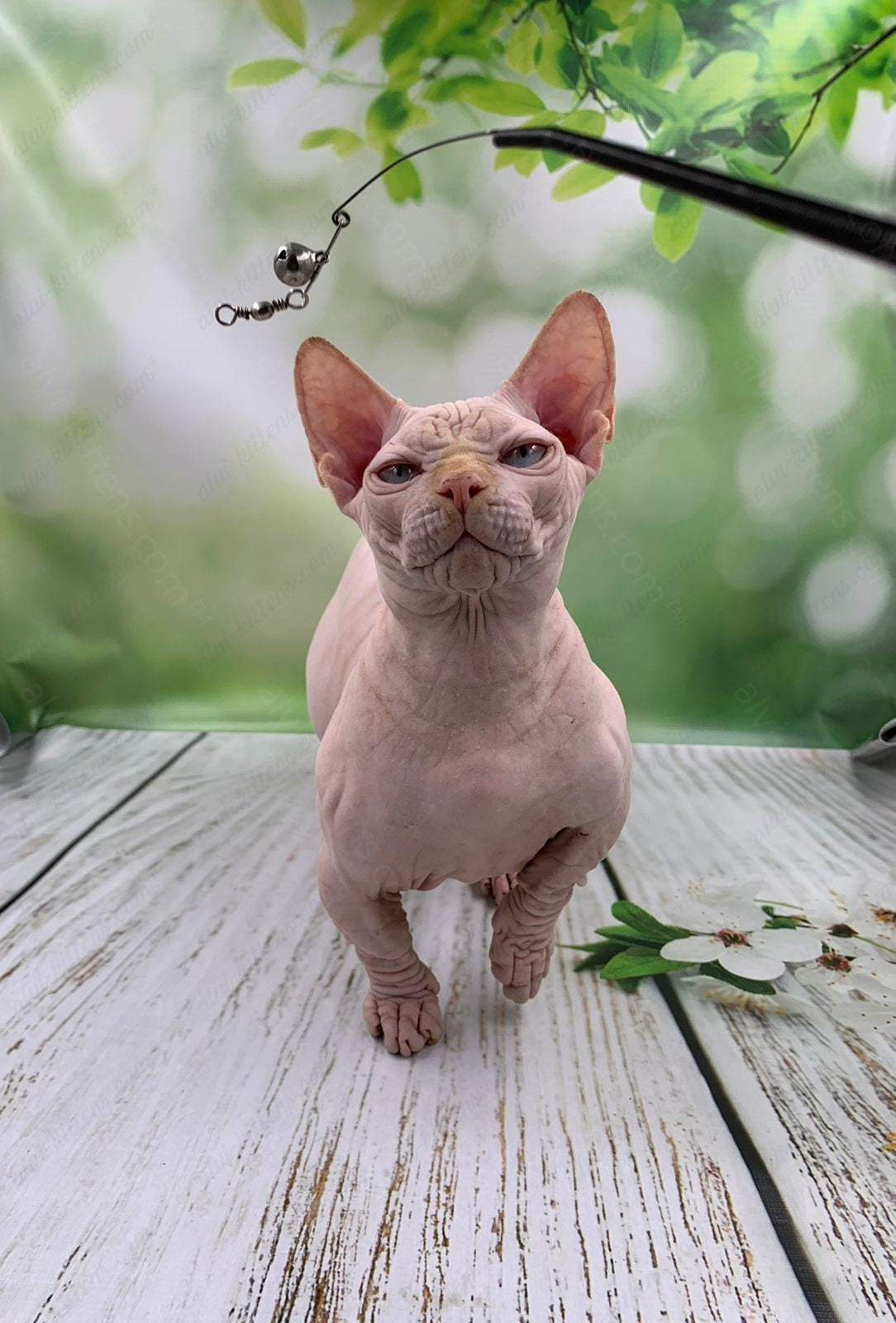 Bambino Kitten Name "Bm-03"