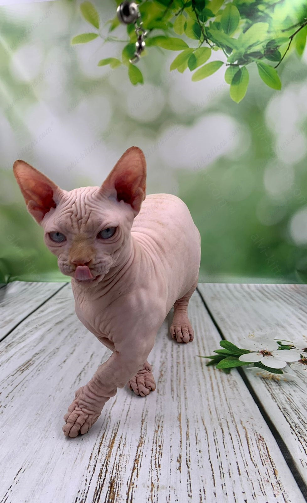 Bambino Kitten Name "Bm-03"