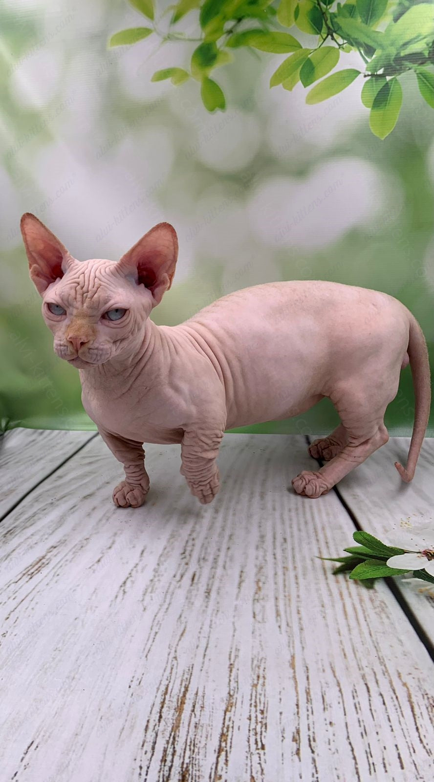 Bambino Kitten Name "Bm-03"