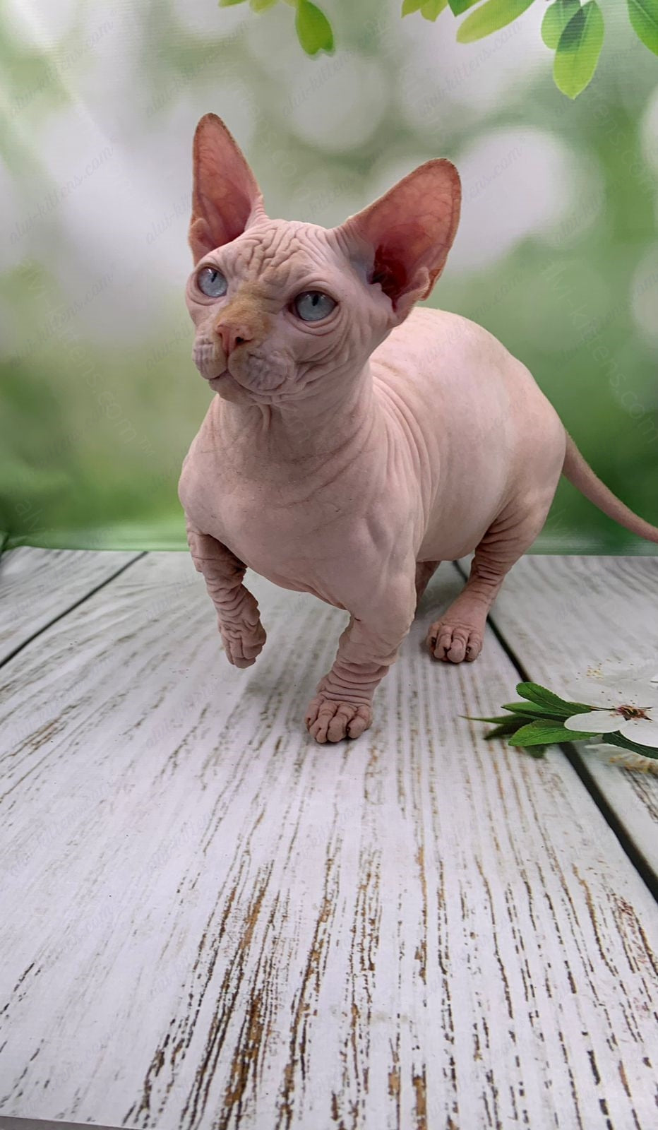 Bambino Kitten Name "Bm-03"