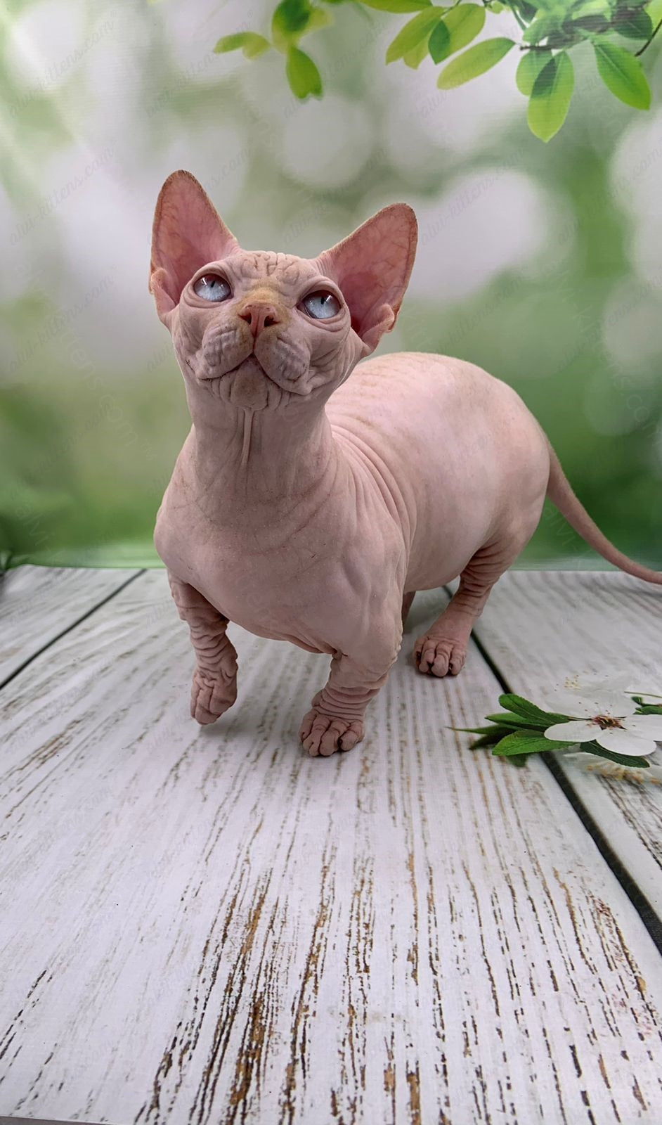 Bambino Kitten Name "Bm-03"