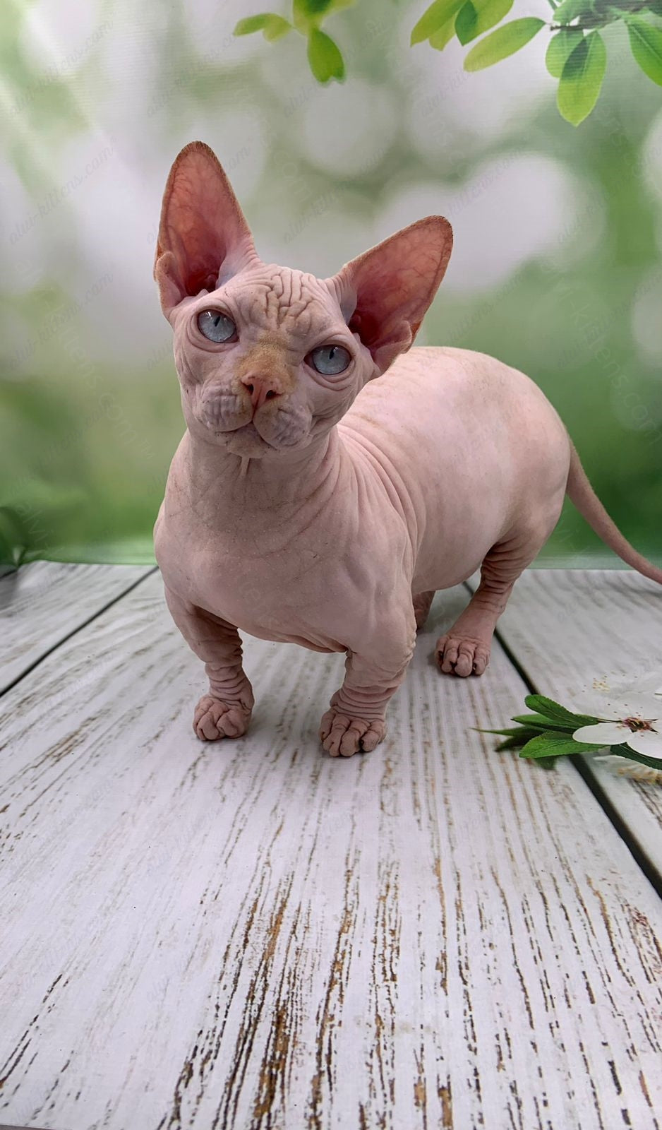 Bambino Kitten Name "Bm-03"