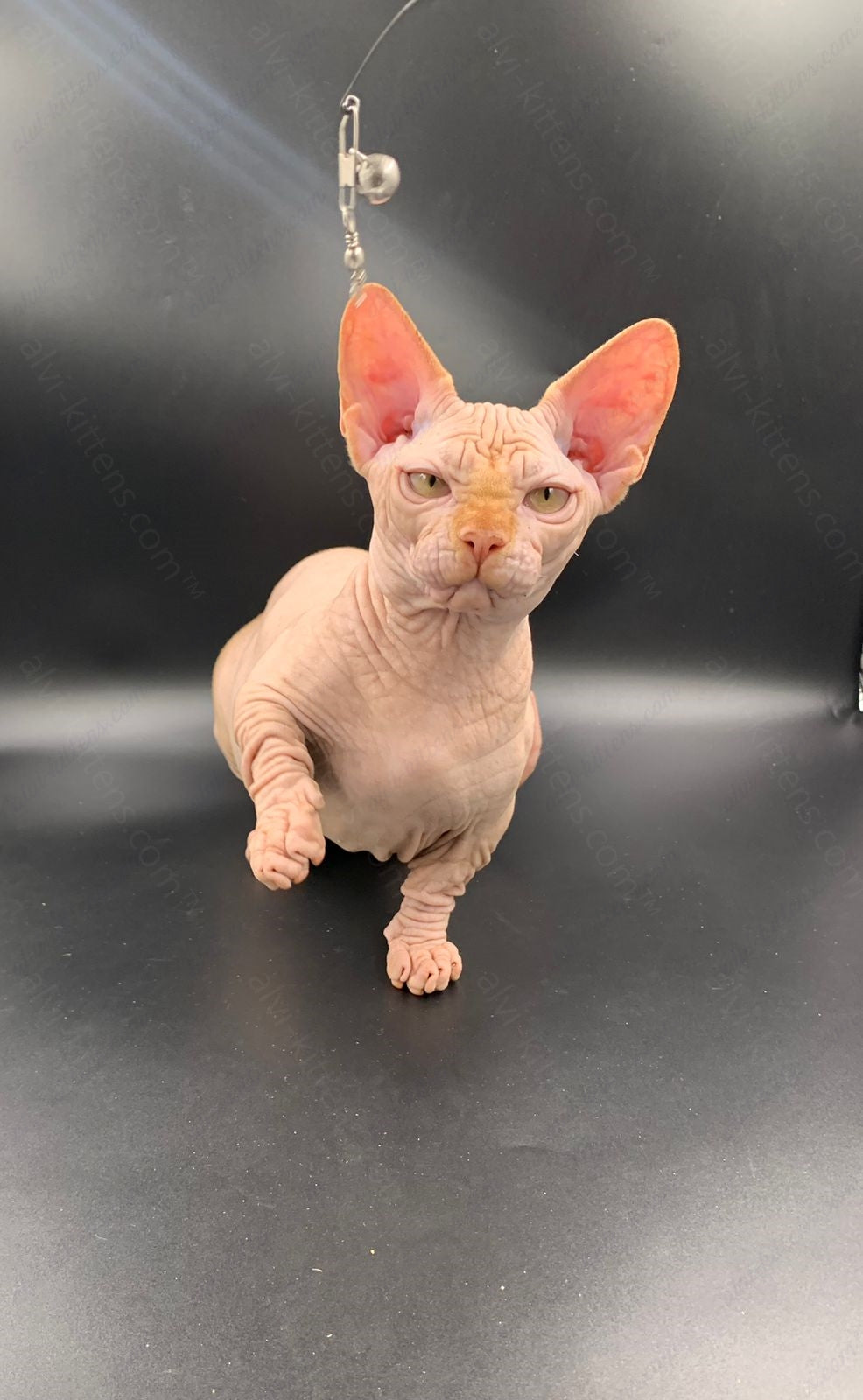 Bambino Kitten Name "Bm-04"
