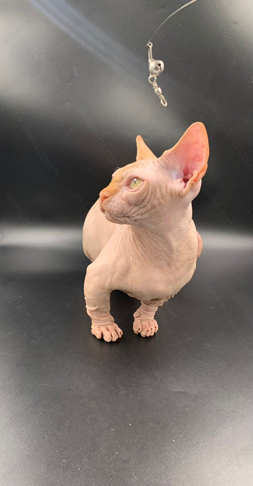 Bambino Kitten Name "Bm-04"
