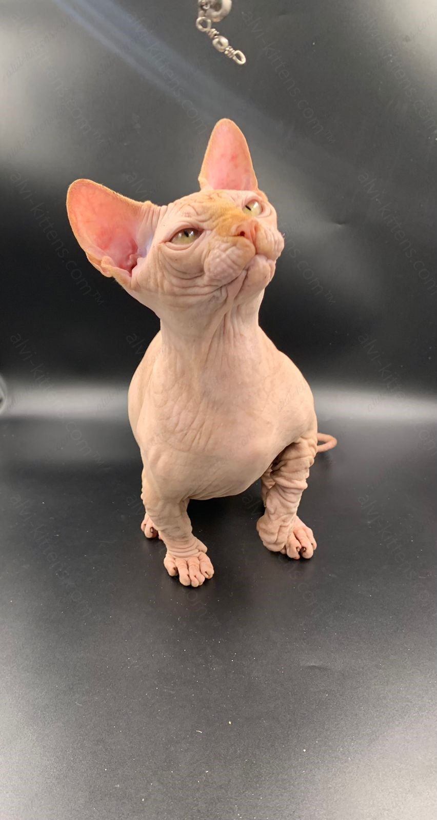 Bambino Kitten Name "Bm-04"