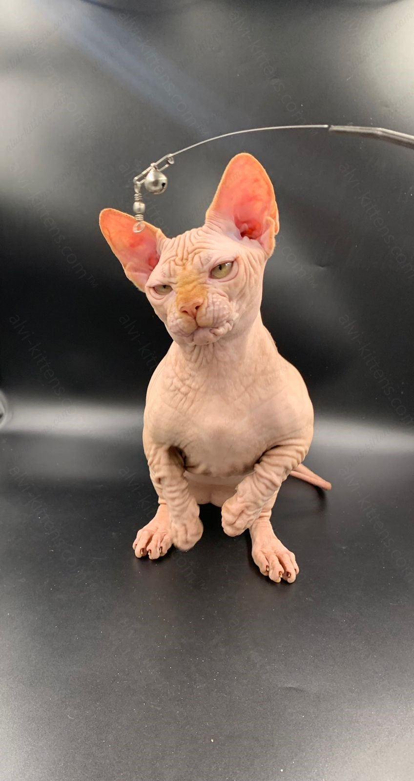 Bambino Kitten Name "Bm-04"