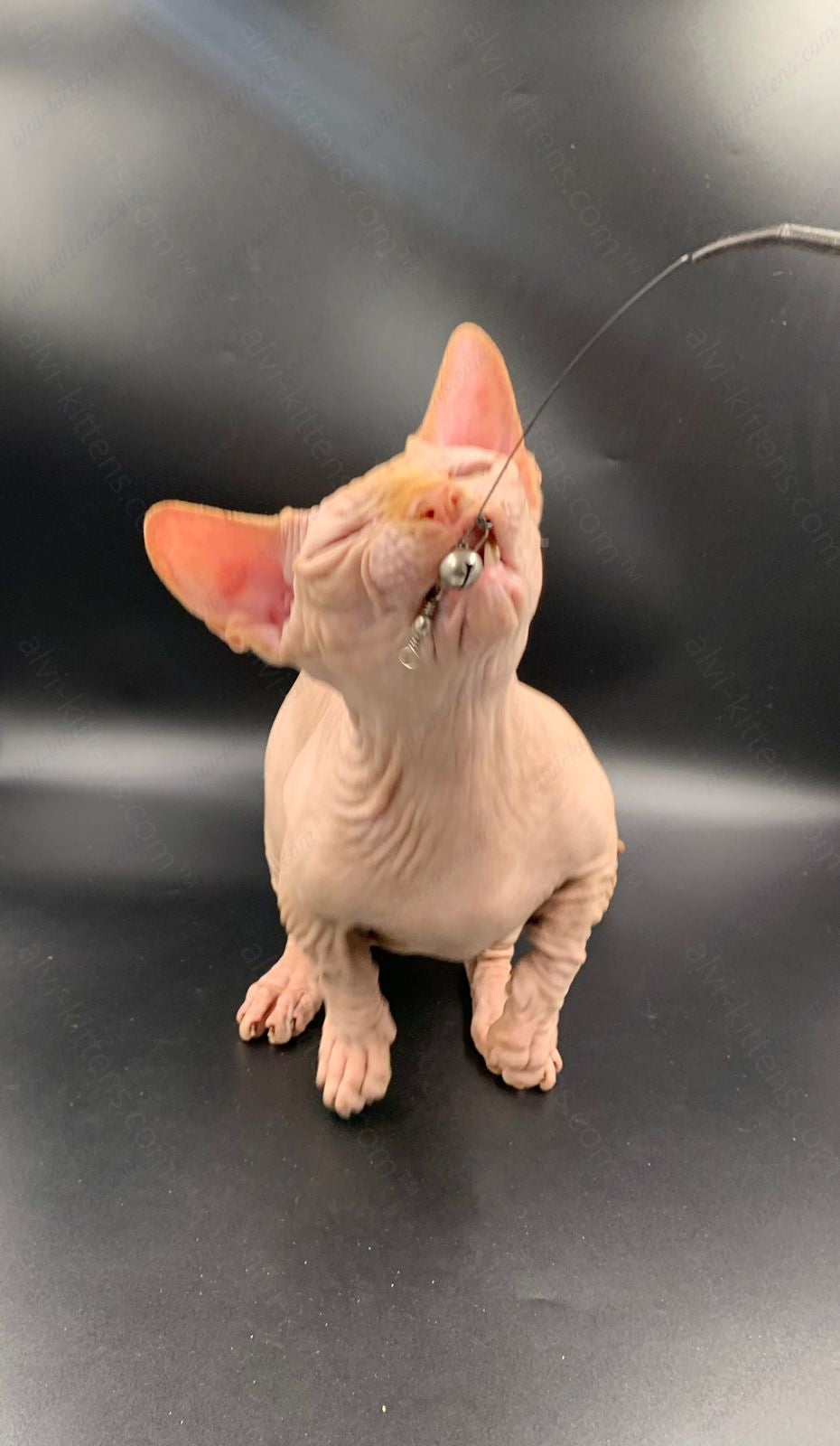 Bambino Kitten Name "Bm-04"