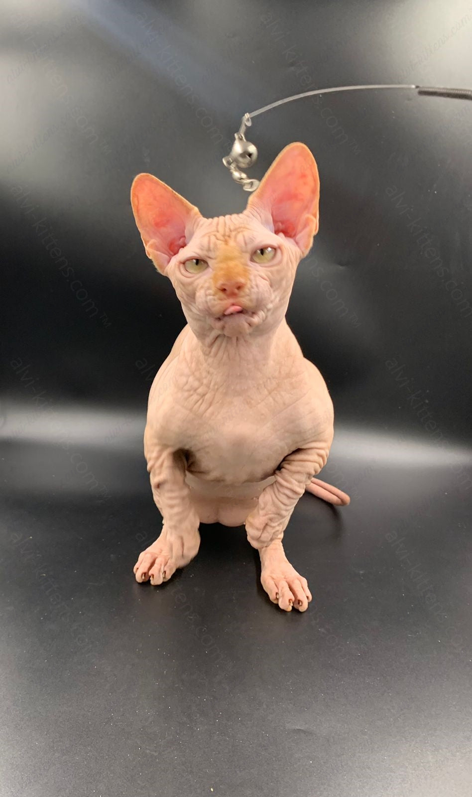 Bambino Kitten Name "Bm-04"
