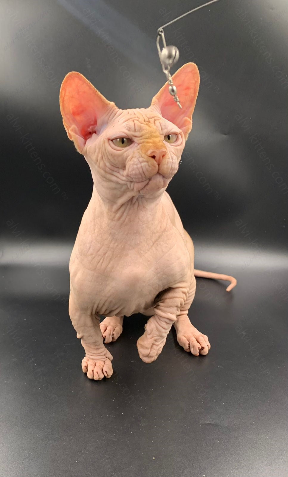 Bambino Kitten Name "Bm-04"