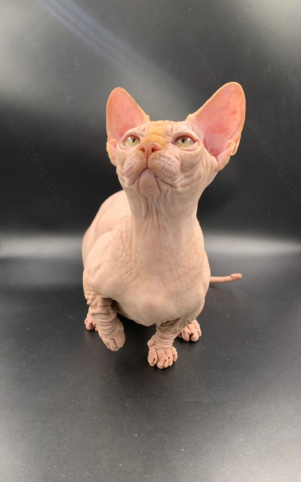 Bambino Kitten Name "Bm-04"