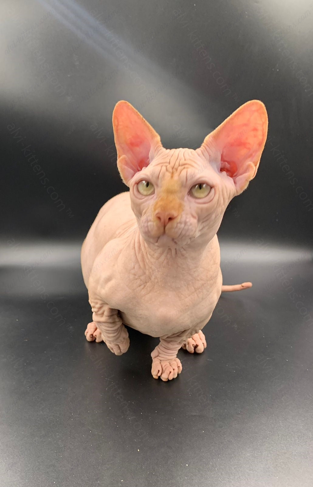 Bambino Kitten Name "Bm-04"