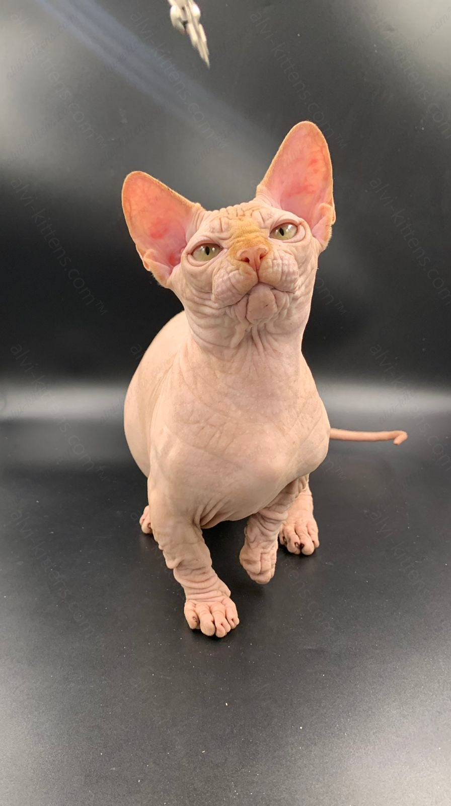Bambino Kitten Name "Bm-04"