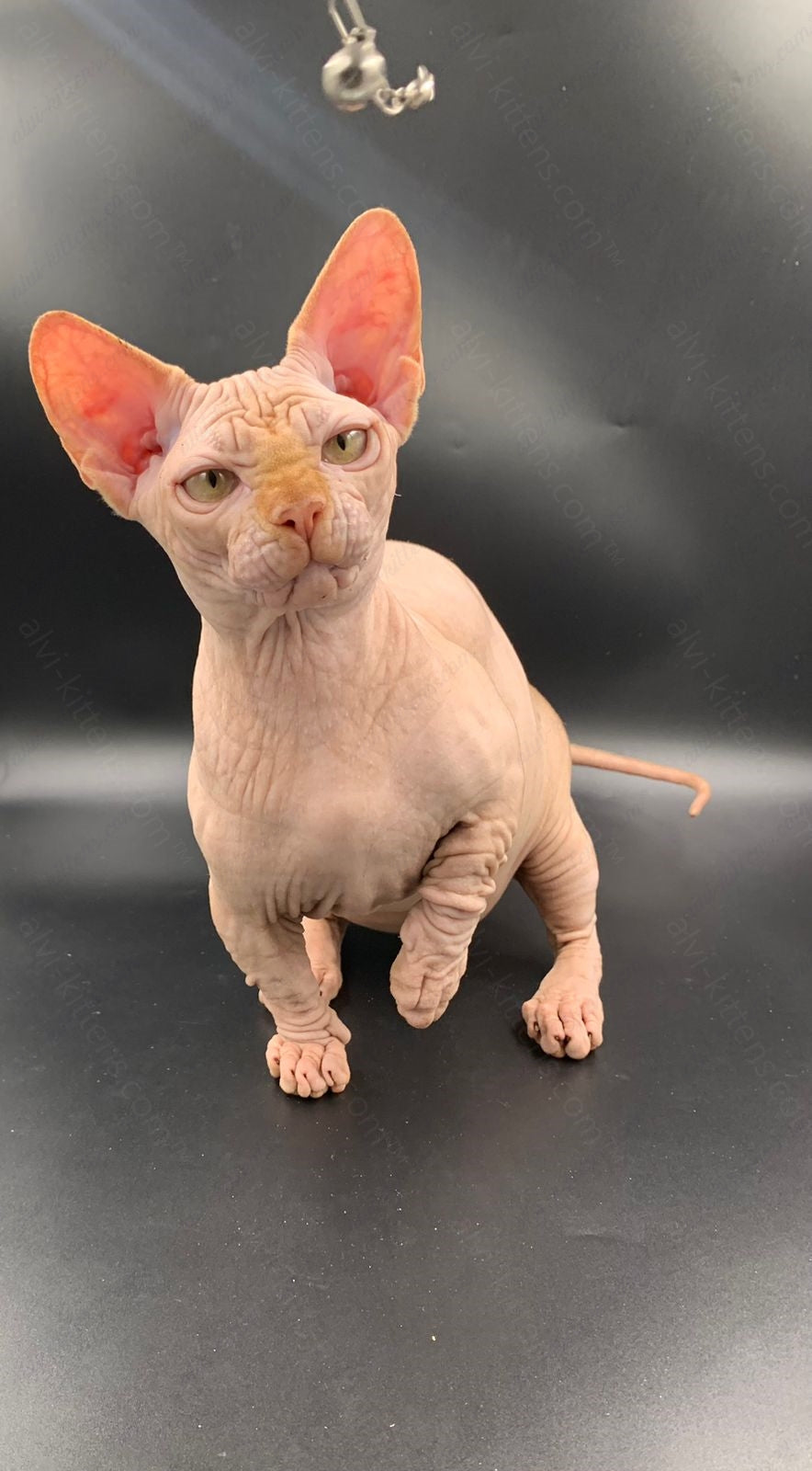 Bambino Kitten Name "Bm-04"
