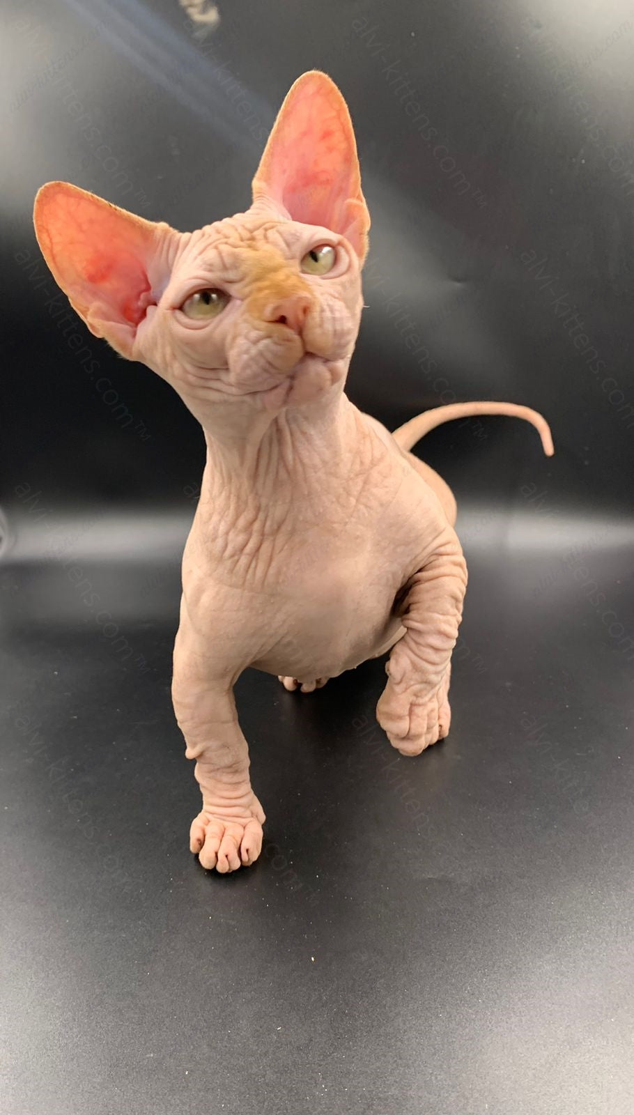 Bambino Kitten Name "Bm-04"
