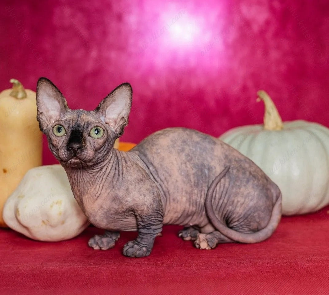 Bambino Kitten Name "Bf-08"