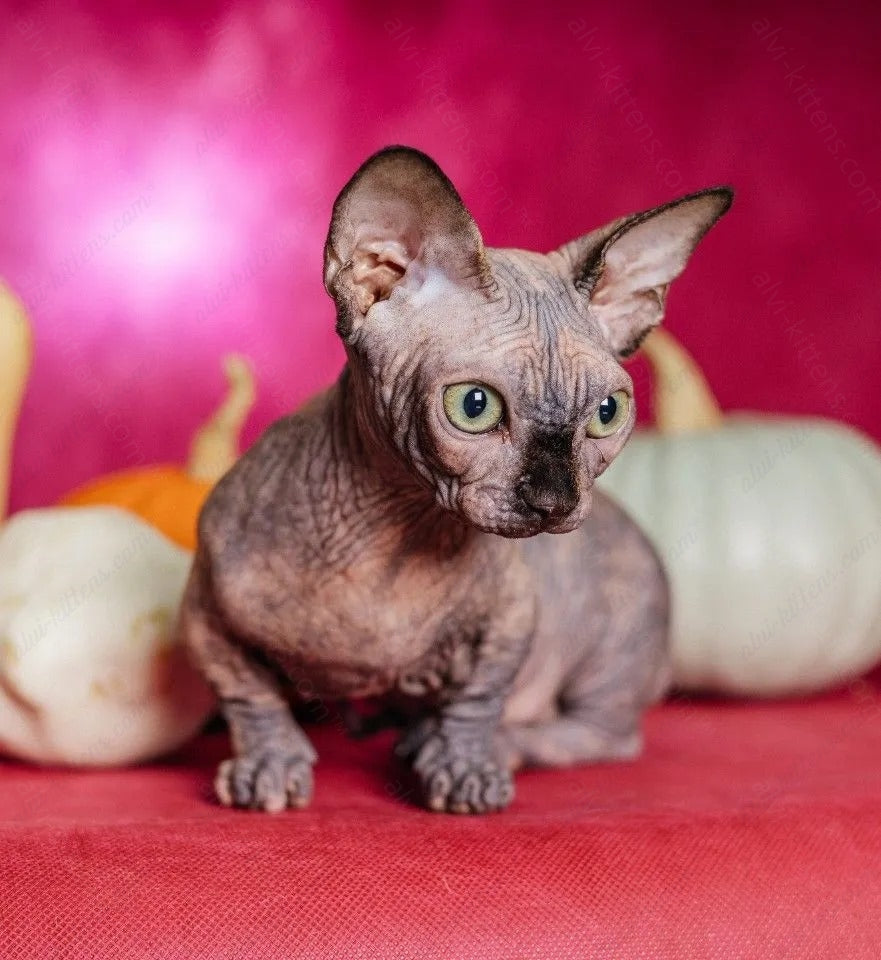 Bambino Kitten Name "Bf-08"