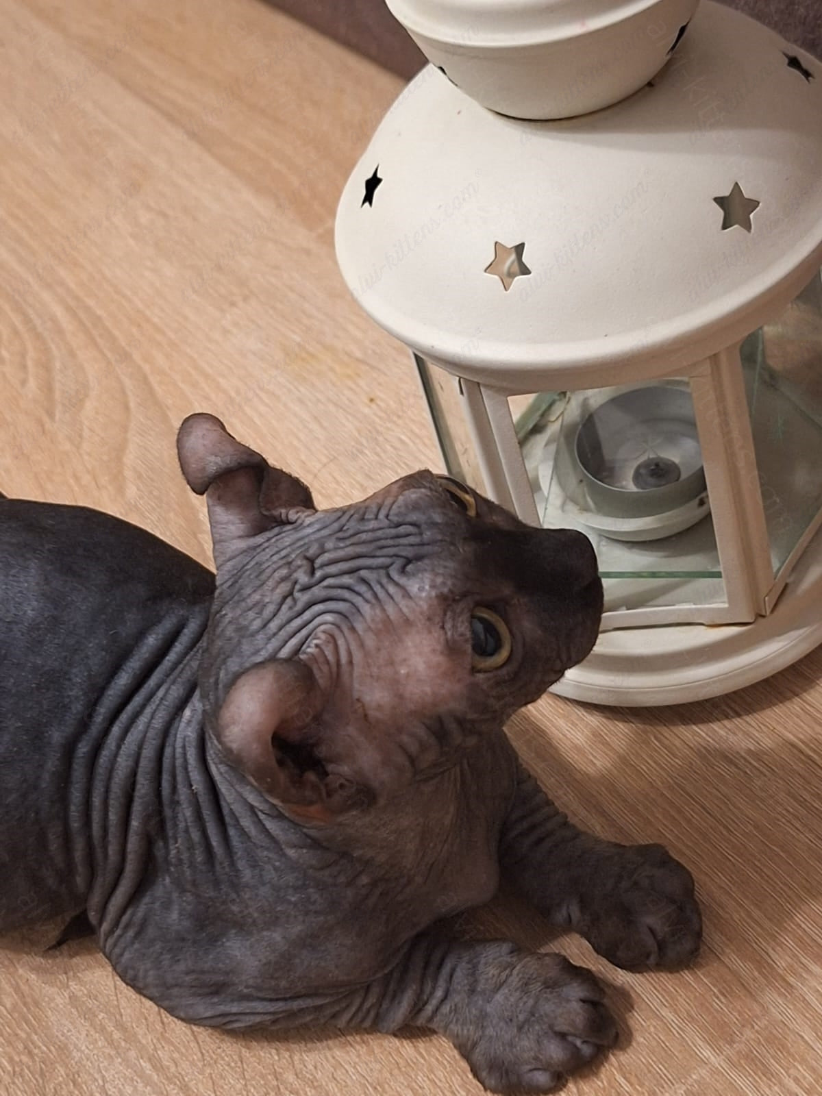 Elf kitten name "Em-04"