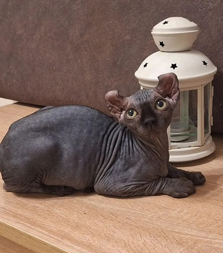 Elf kitten name "Em-04"