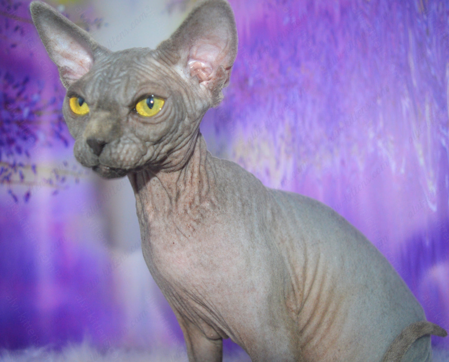 Canadian Sphynx Kitten "CSf-023"