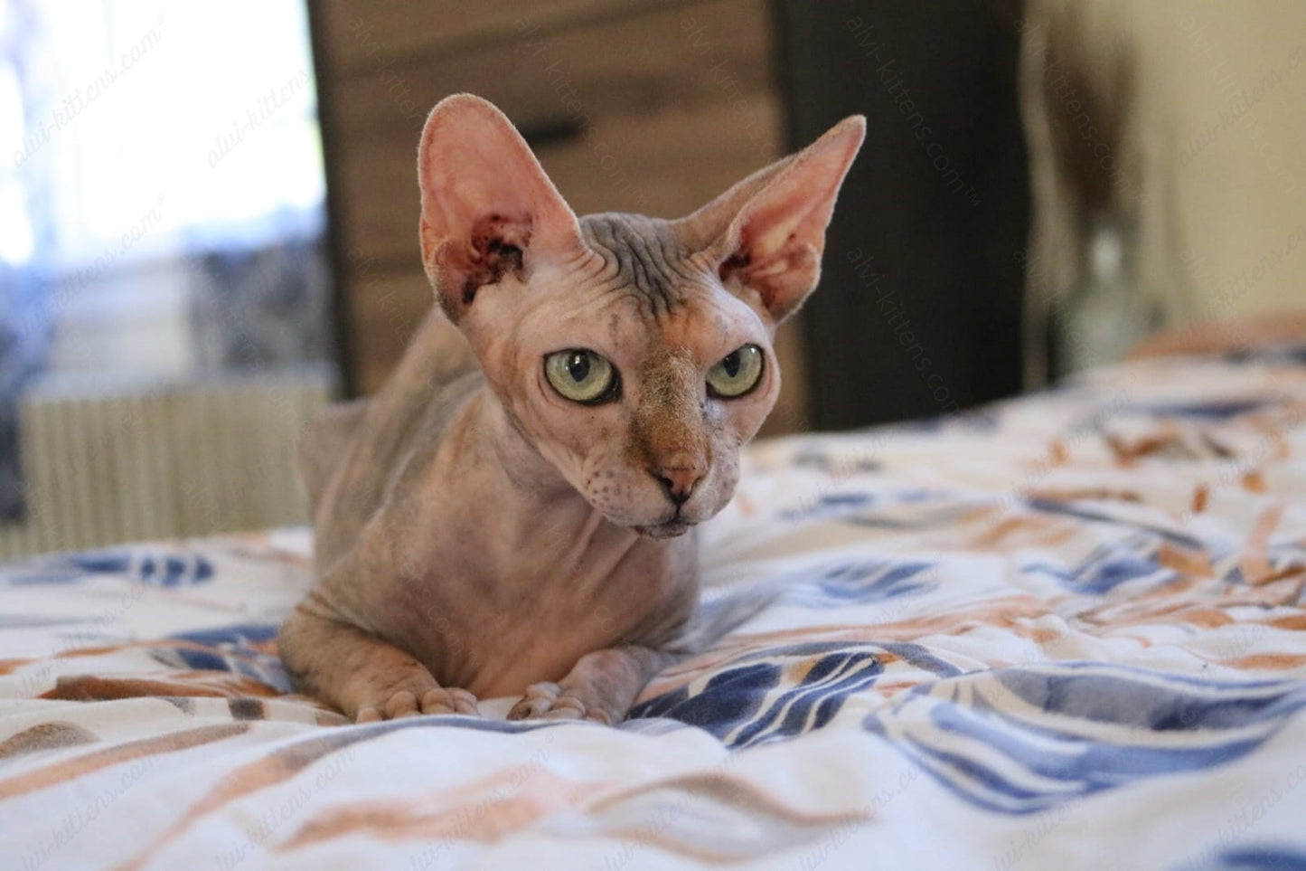 Canadian Sphynx Cat "CSf-017" Available NOW in Connecticut
