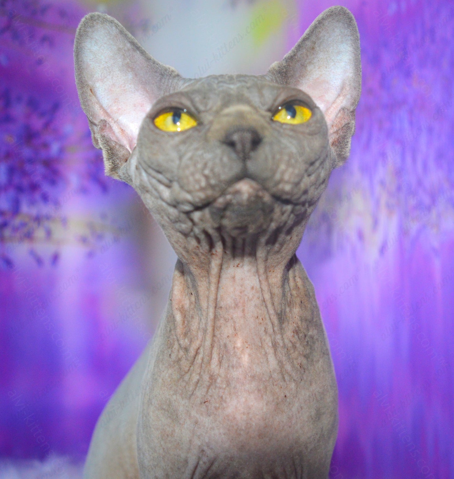 Canadian Sphynx Kitten "CSf-023"