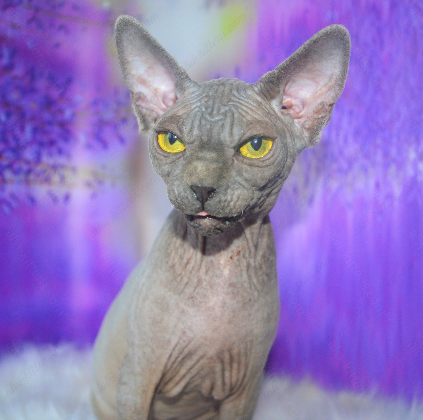 Canadian Sphynx Kitten "CSf-023"